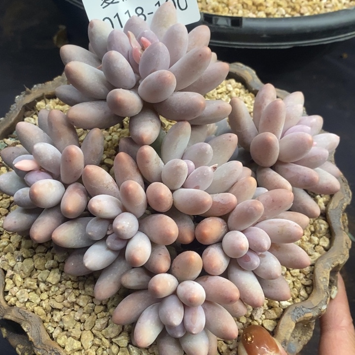 夏悦多肉0118-100汤圆