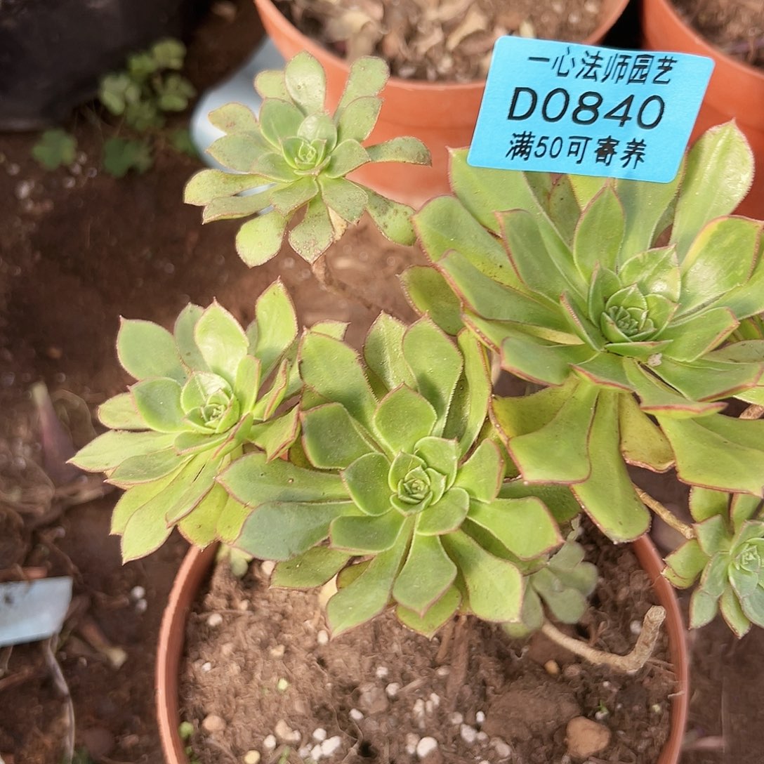 彩蝶840多肉植物的追尾
