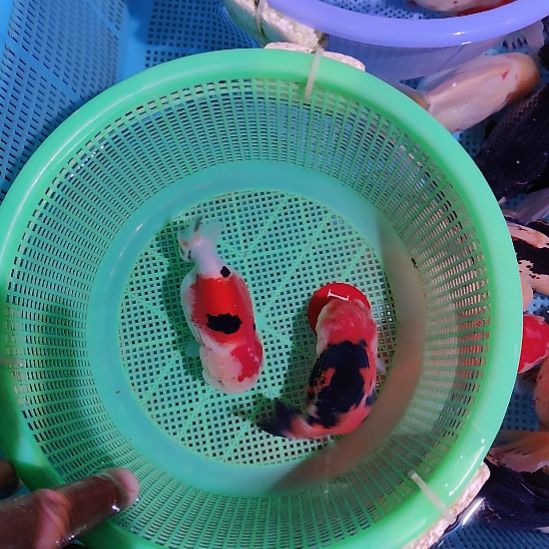 金鱼101兰寿两只特价顺丰包邮