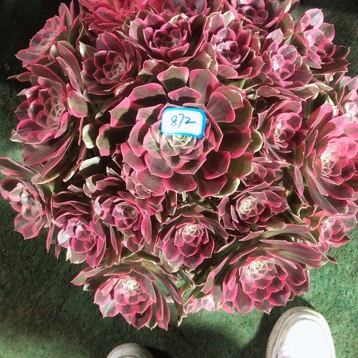 872曼陀罗多肉法师