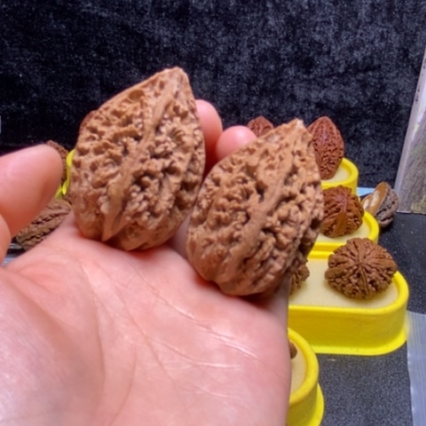 东北文玩核桃蚂蚁窝