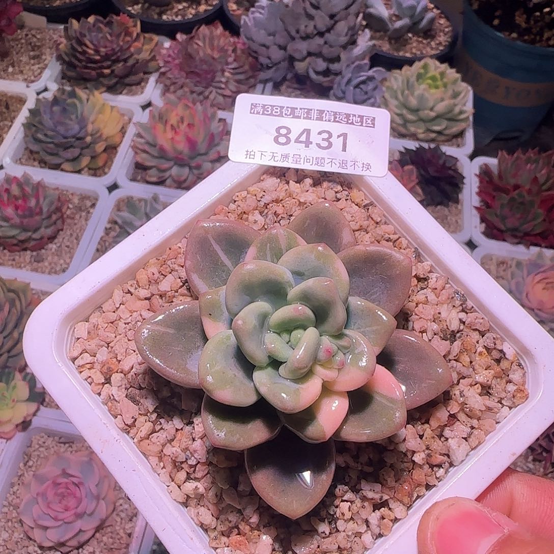 尚品园艺洛神锦多肉8431