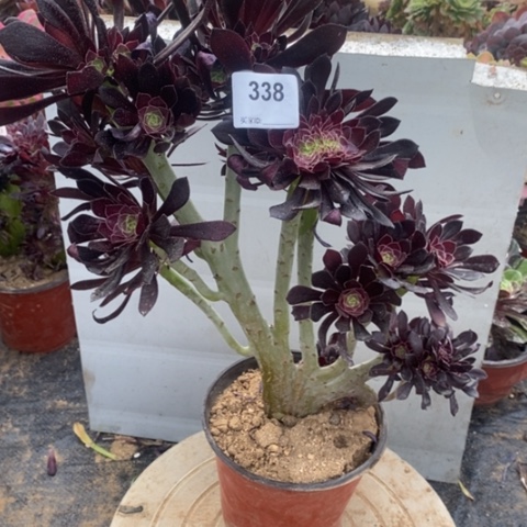 黑法师缀化一物一拍