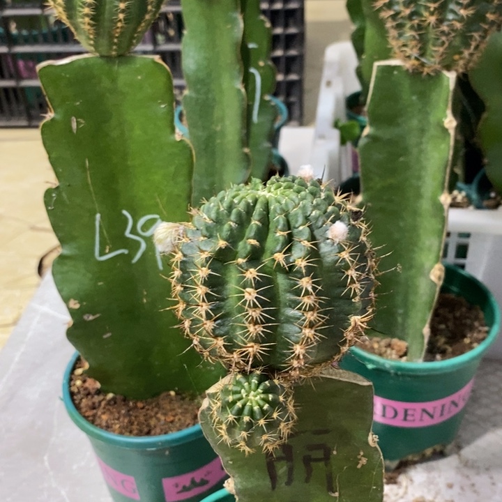 新品丽花L50母本一个