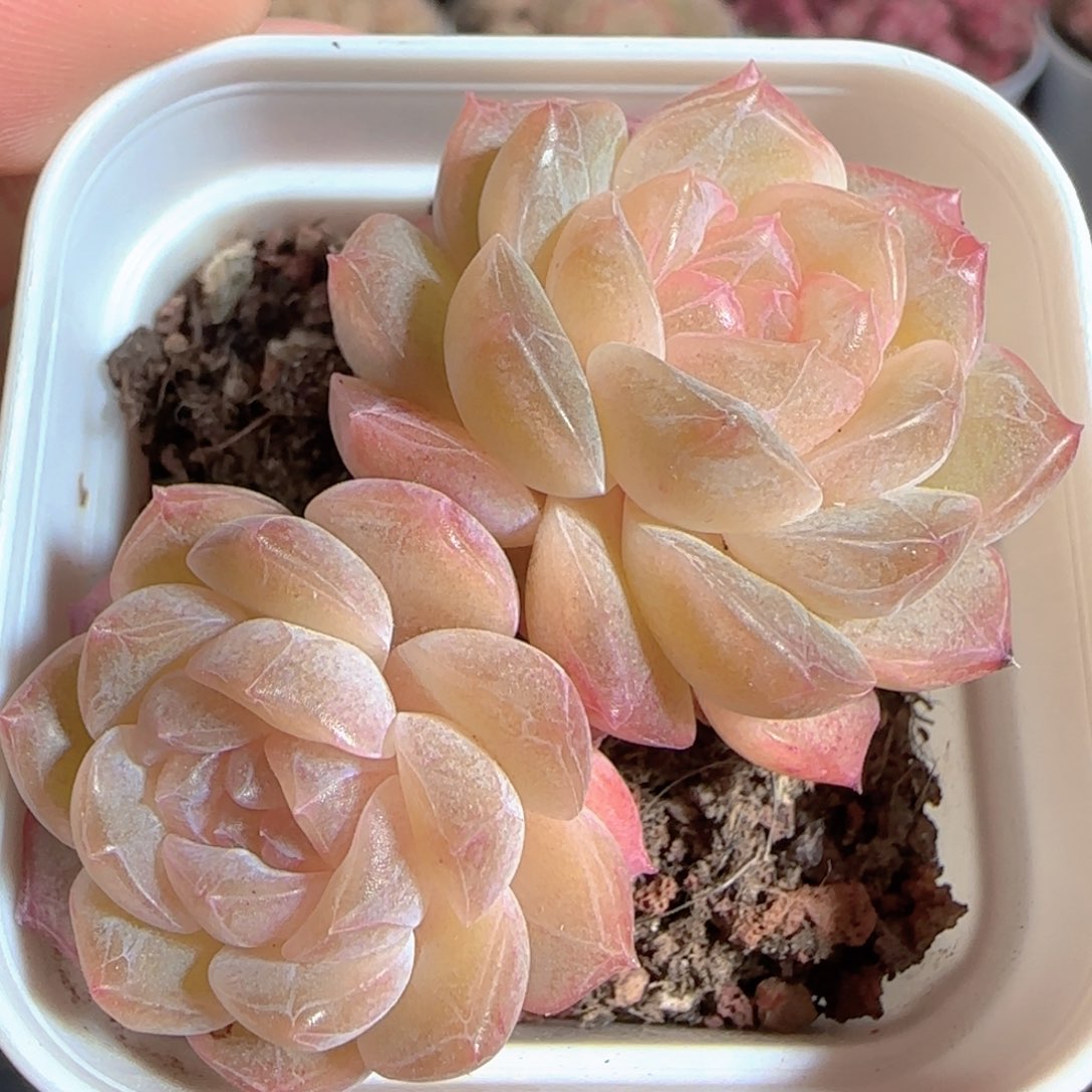 多肉1223-183化水色糖心