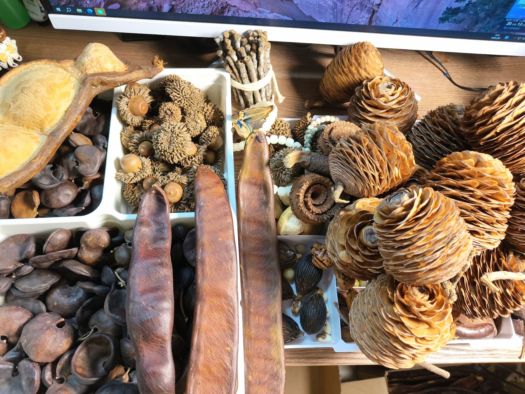 神奇种子标本合集挂画手工DIY