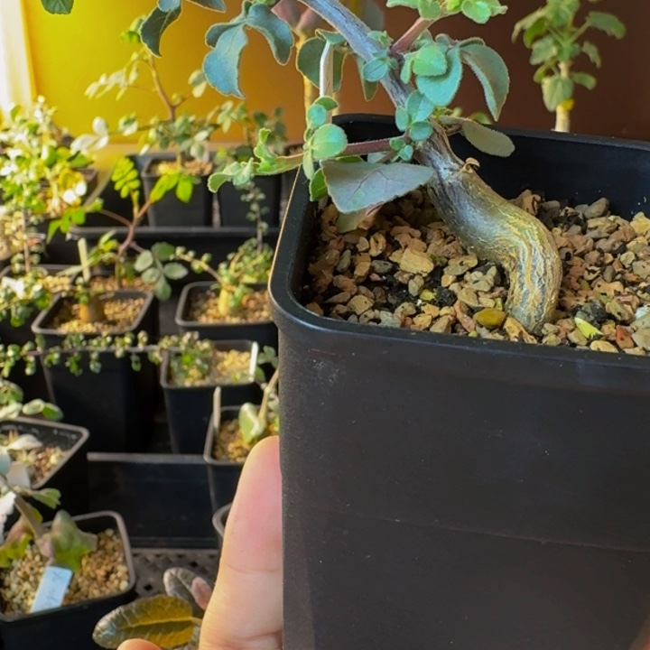 薄荷➕茉莉花味 实生索马里绒叶橄榄顺丰空运包邮