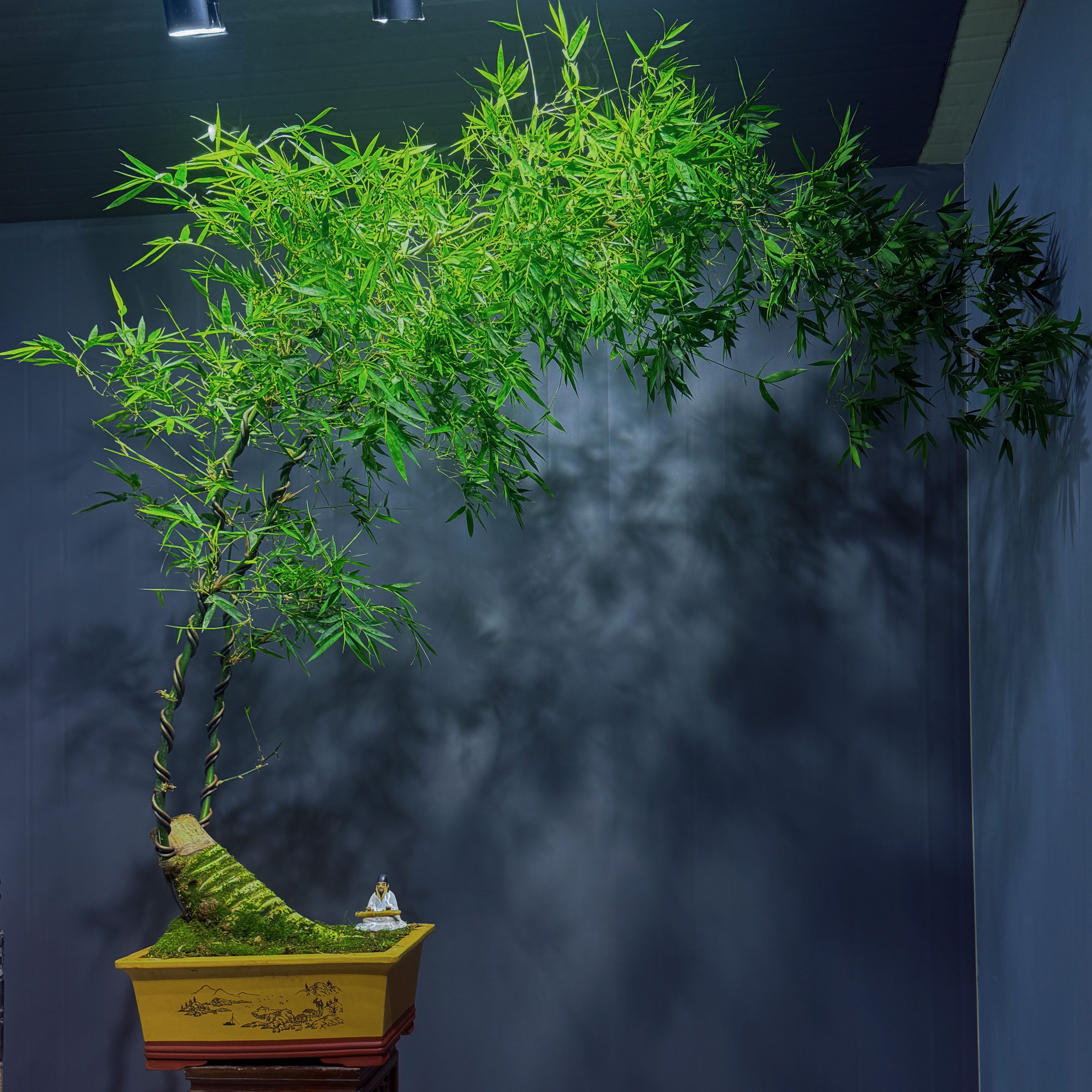 竹韵精选#一款将中式禅意美学发挥到淋漓尽致的小叶簕竹高端盆景。