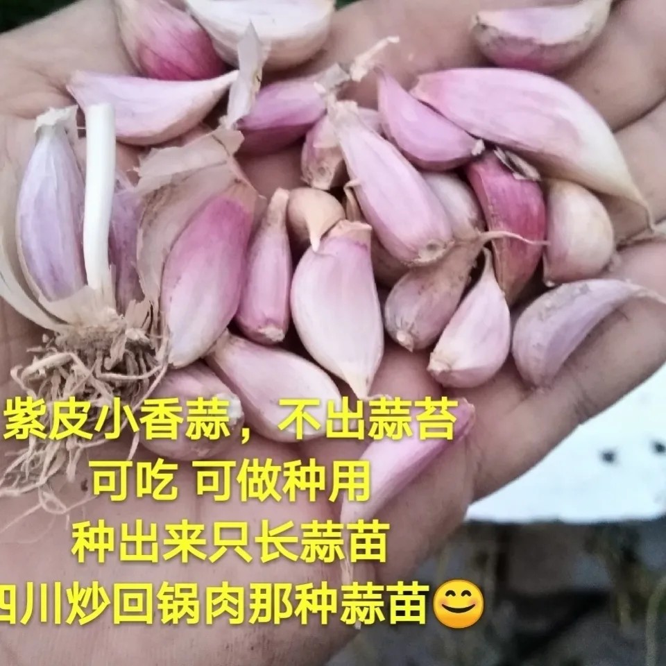 紫皮小蒜瓣可吃可种早寒蒜蒜苗蒜苔红皮蒜