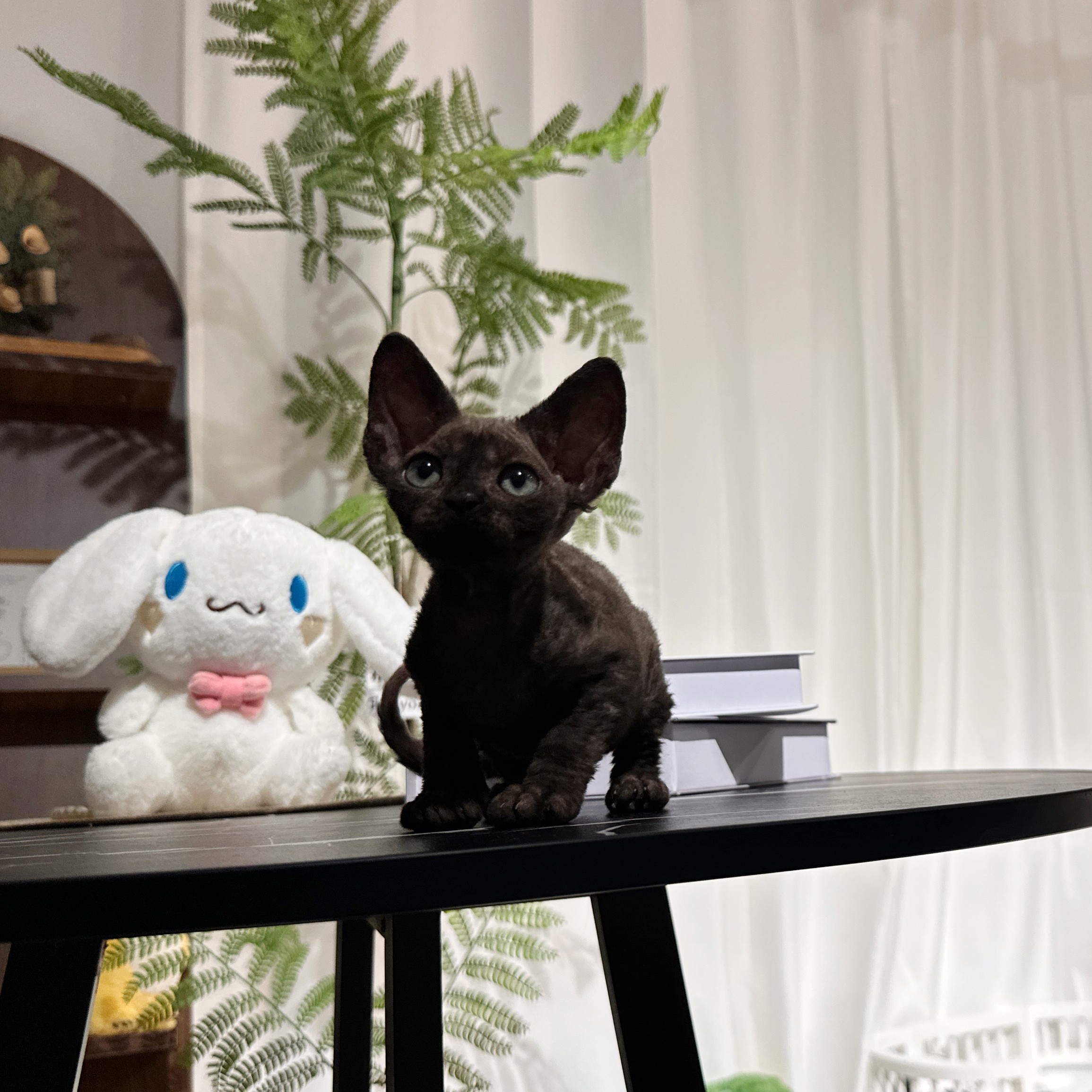 德文卷毛猫 纯黑色弟弟
