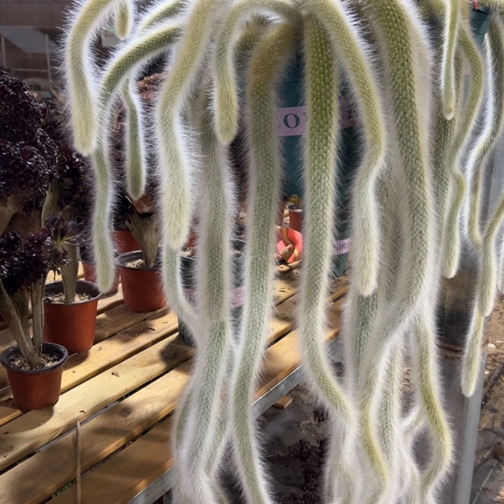 9**0九尾狐2盆不售后