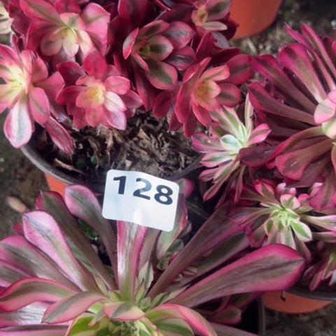 法师3颗16-51多肉