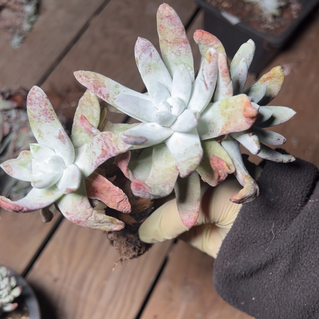 151拇指哈哈哈哈哈哈哈哈