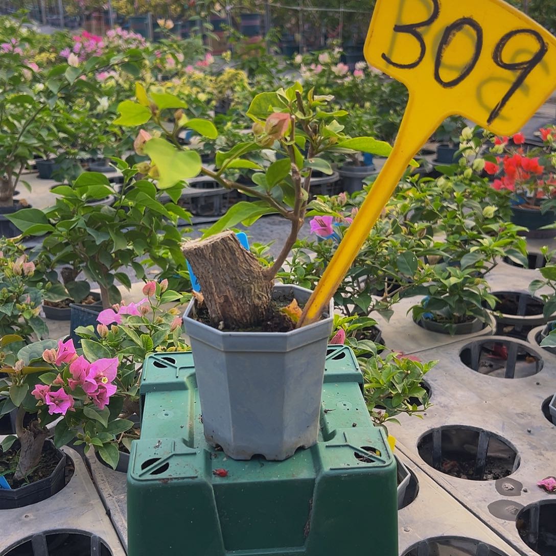 当前无花栽培后可以开花粗霸 绿叶双色 大宝309