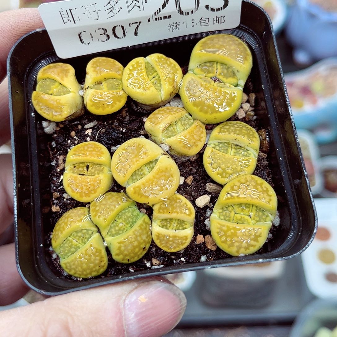 郎哥多肉生石花7-203