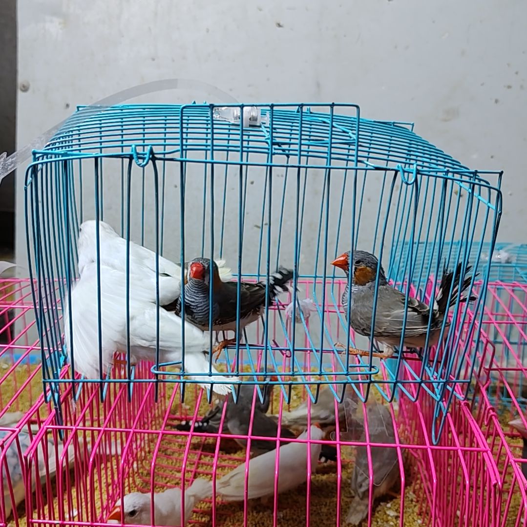 换***考文鸟珍珠鸟全品灰色三只白色两只