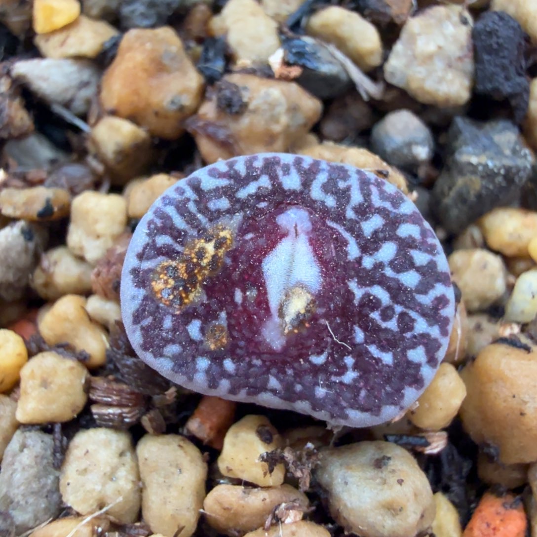 大型墨 11-6-L26。   