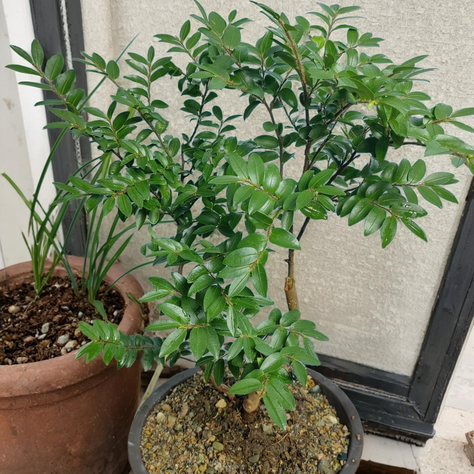 一物一拍美男树盆栽喜阴耐寒植物平替吊钟马醉木苗