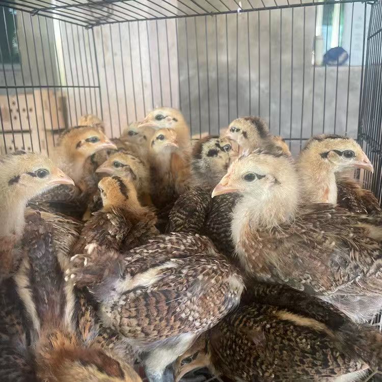 红瑶麻鸡土鸡笨鸡宠物鸡【顺丰包邮】半斤发货11只