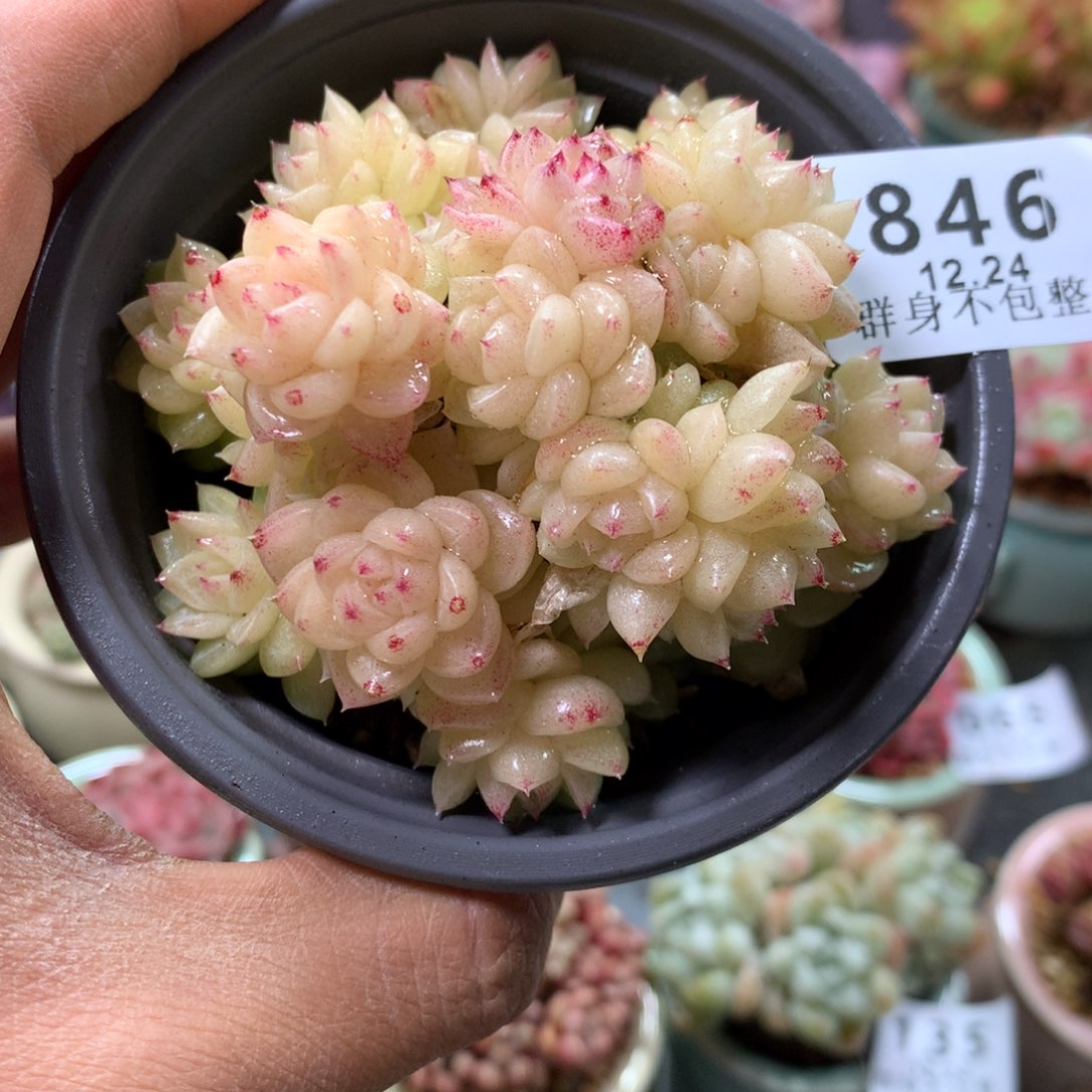 精控拇指盆12.24846