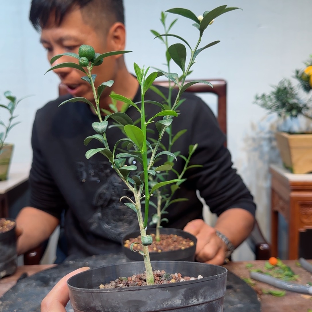 当前无花朵，栽培后可花朵?***豫