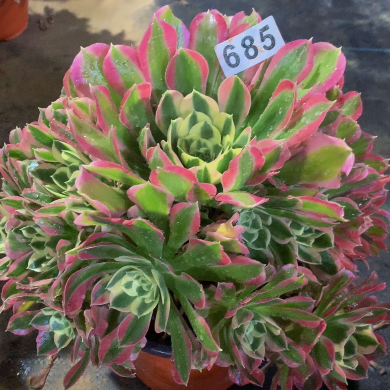 【闪购商品】685白凤多肉