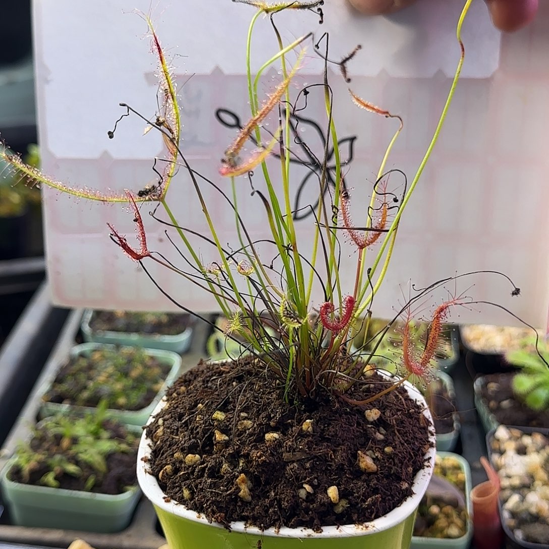 无花朵巨型叉叶茅膏菜