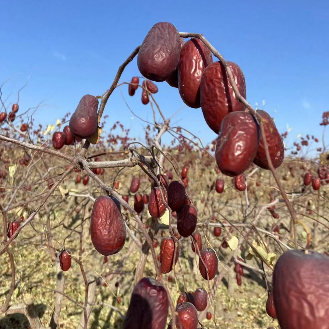 (和田大枣)一级二级混合装 不清洗原粒枣