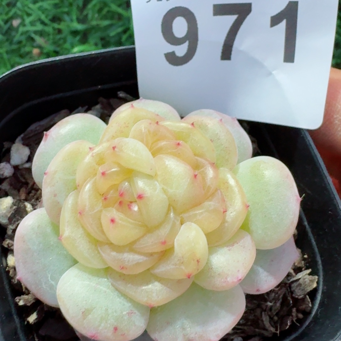 芳草         精品多肉