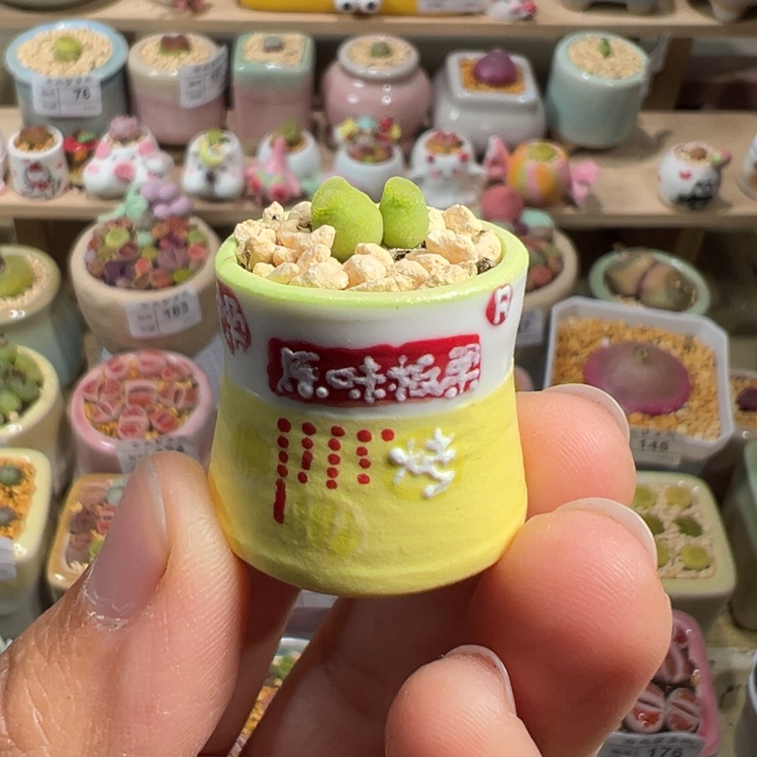 多肉植物207号拇指盆