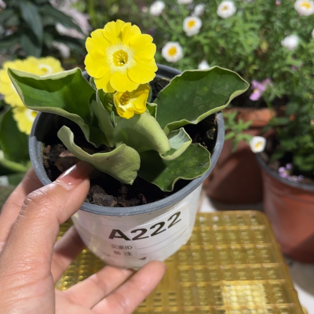 一物一拍耳叶报春A222