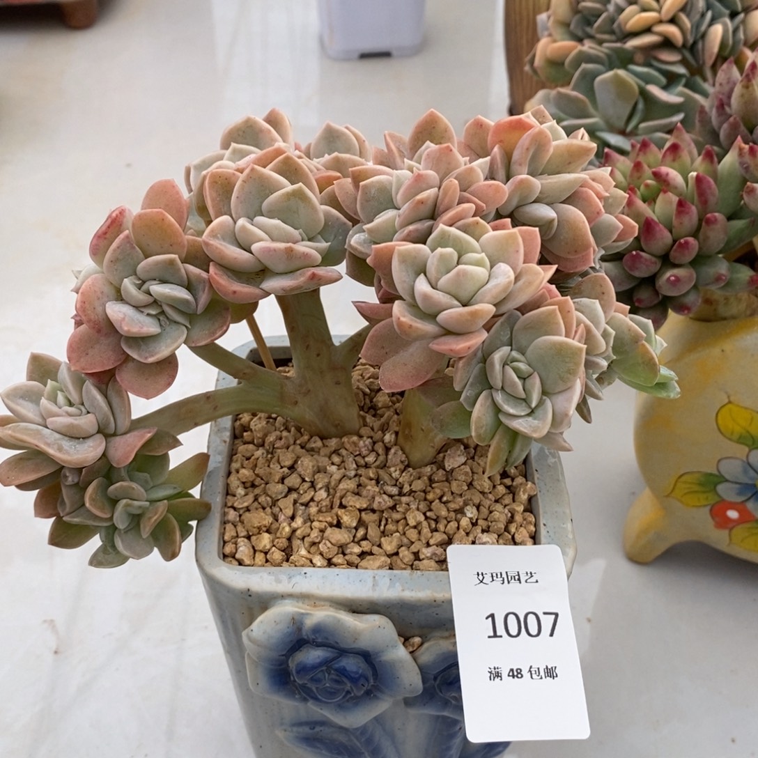 哈利沃森缀化多肉多肉007