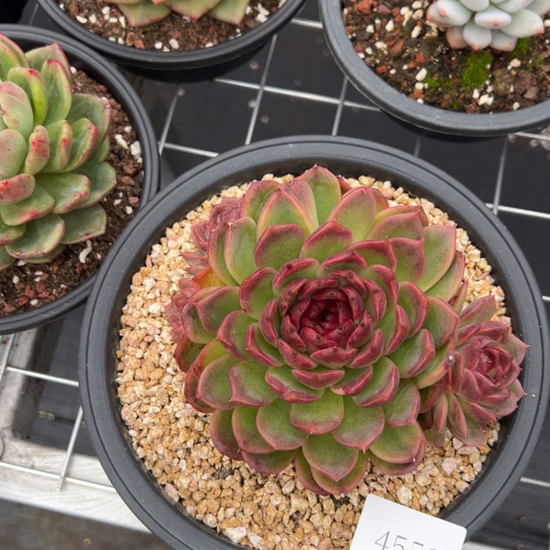 日***?4551肉肉肉肉肉肉肉