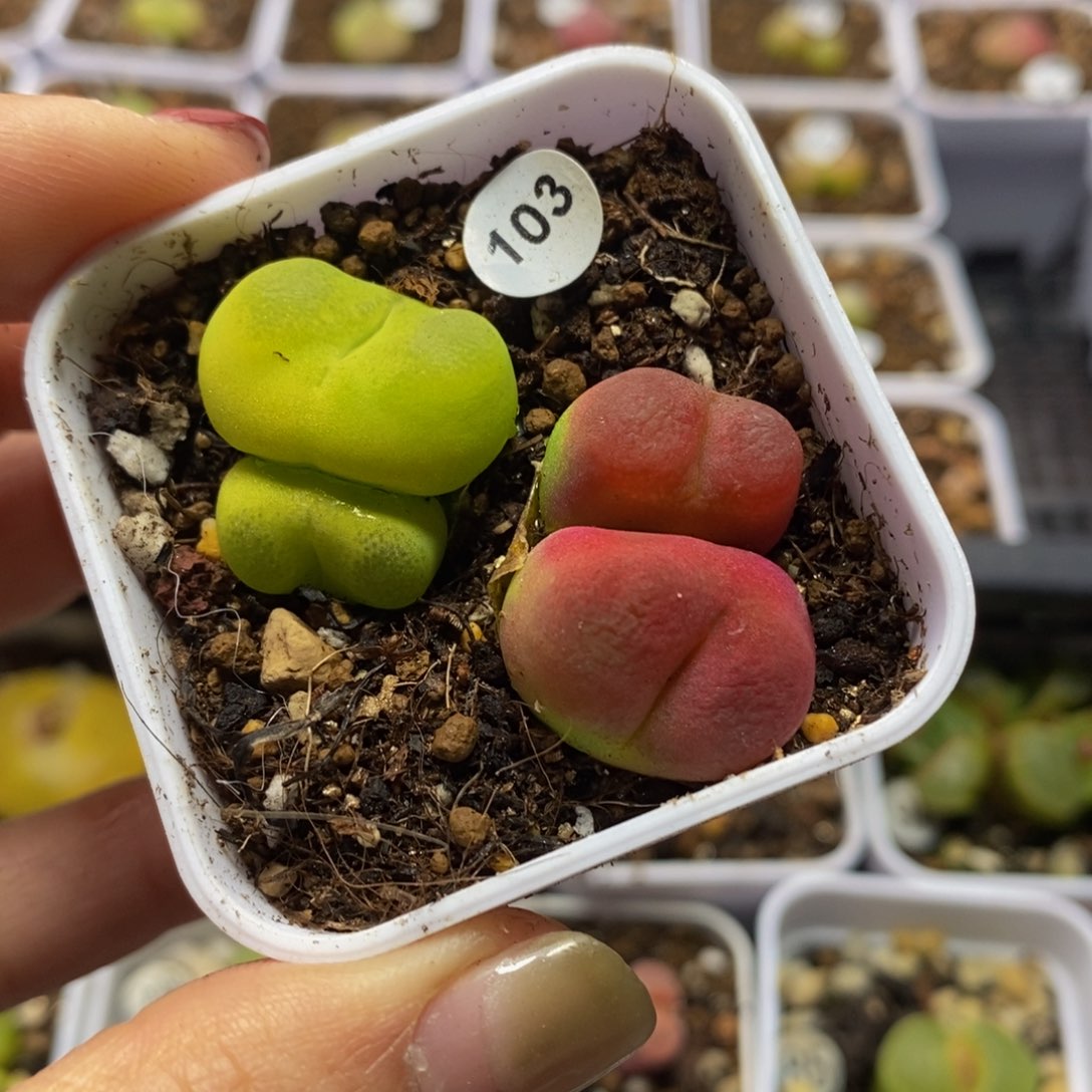 双头两颗多肉植物