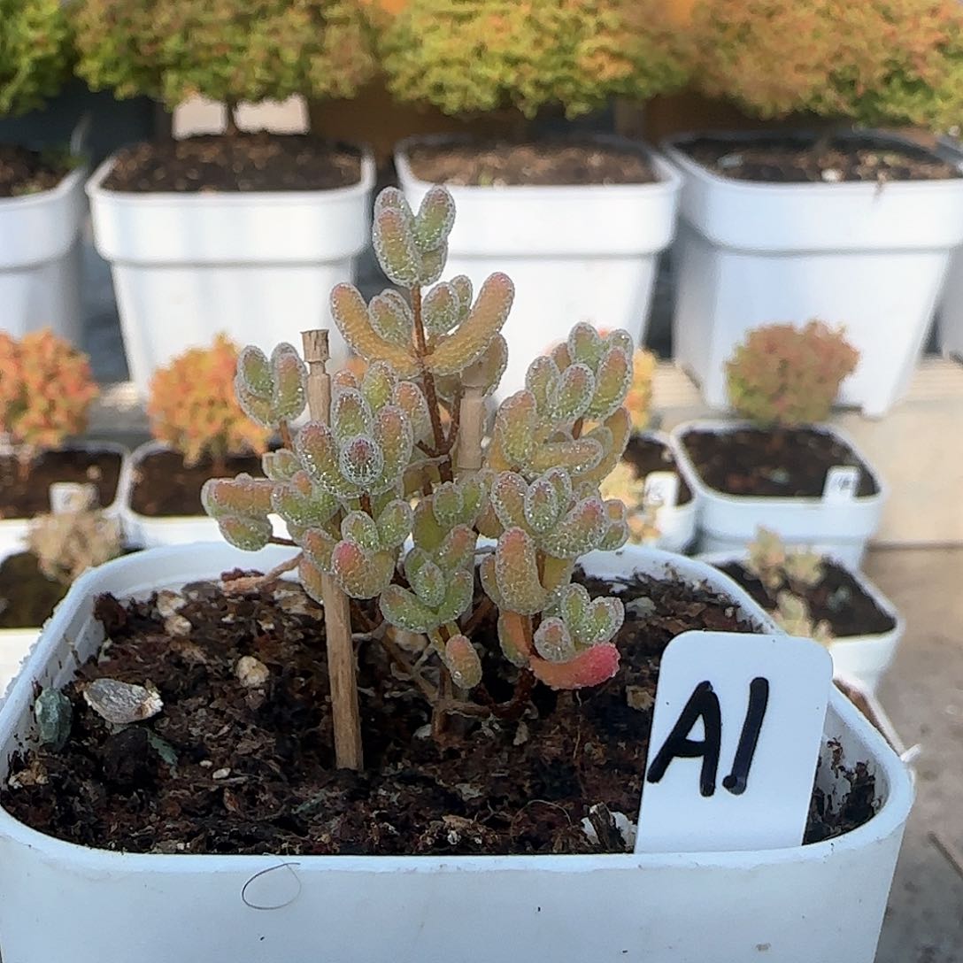 福利价实生粉冰晶