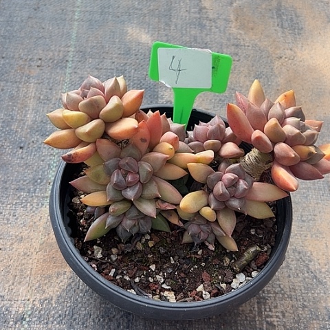 4红象牙脱土多脱肉