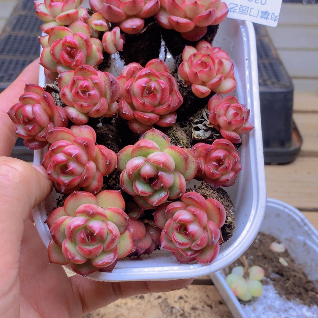 我要去看你了啊039