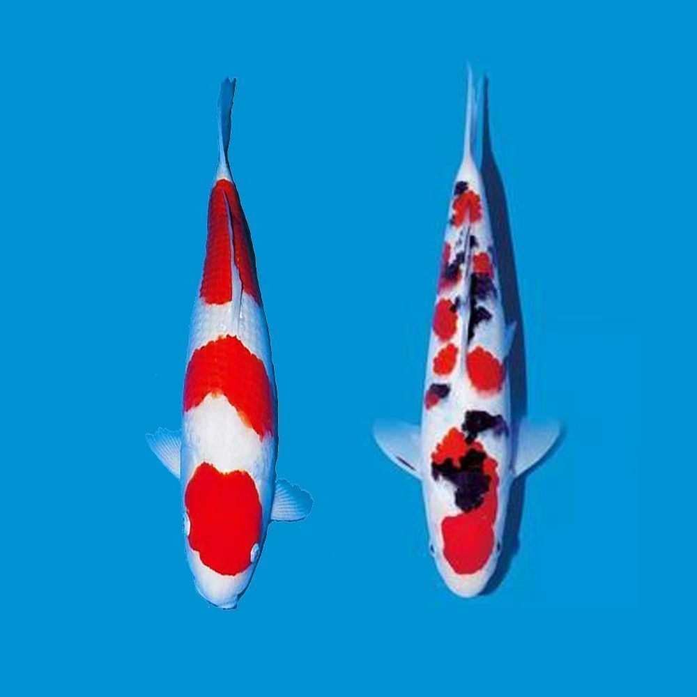 2号链接锦鲤观赏鱼