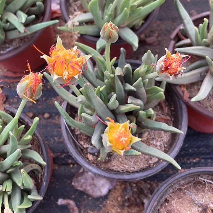 黄花奔龙满25包邮