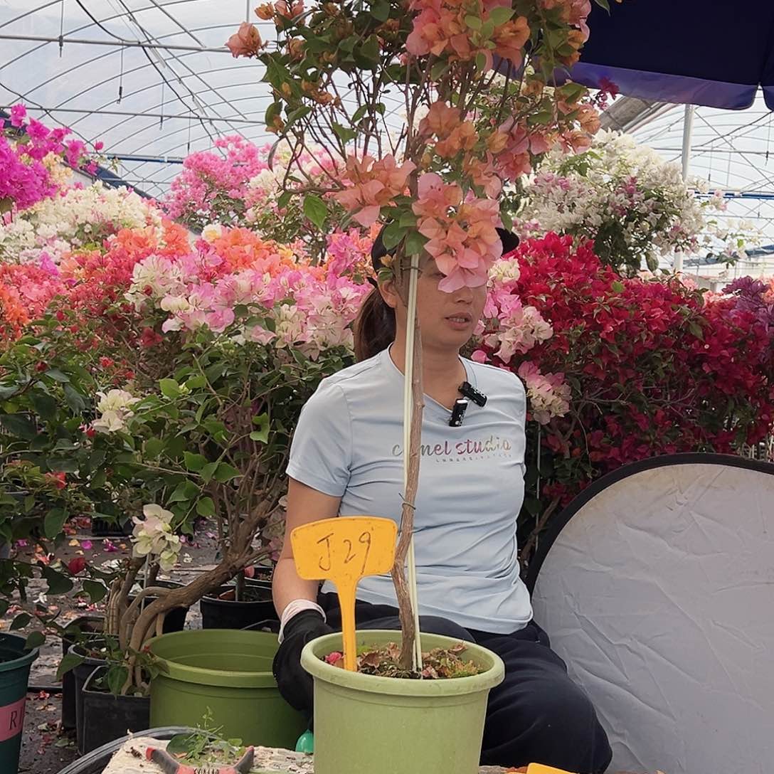 俩***女大部分花苞少量开放J29金发女郎