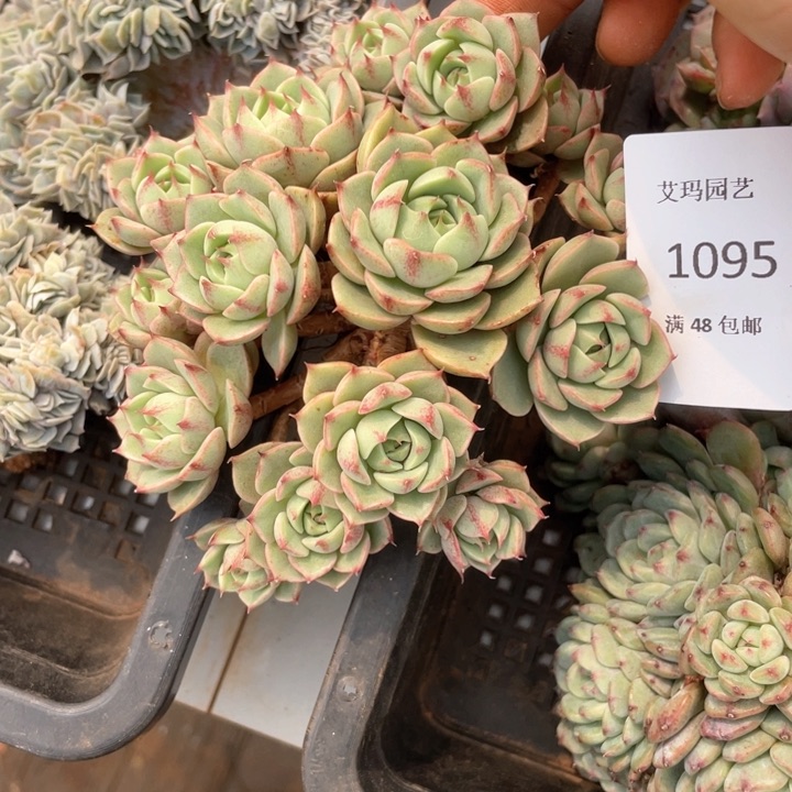 笨巴蒂斯群生无砍多肉1095