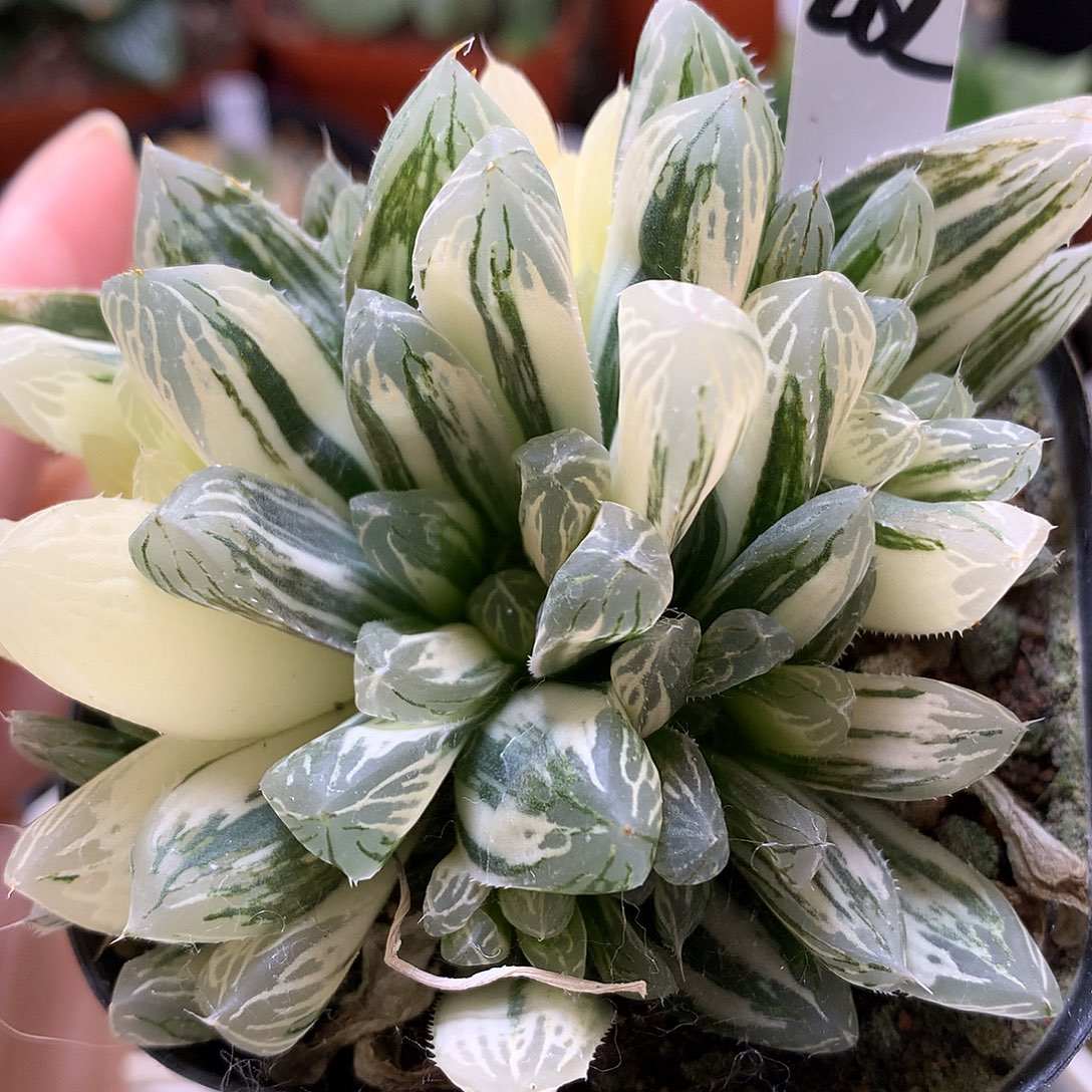 别系玉露锦带盆土发货lll