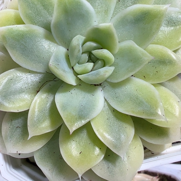 麦秆锦多肉植物542