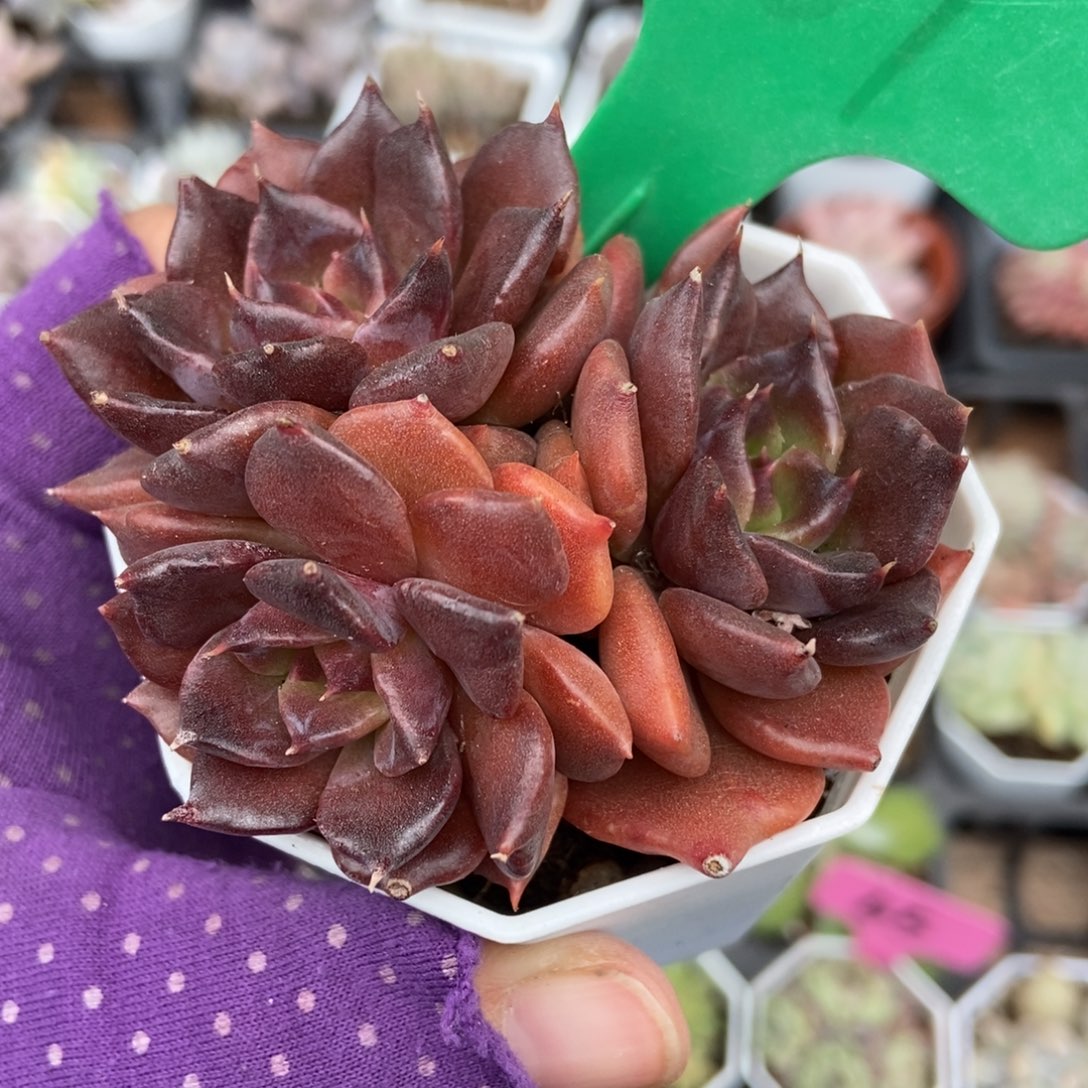 761黑饺子皮多肉植物