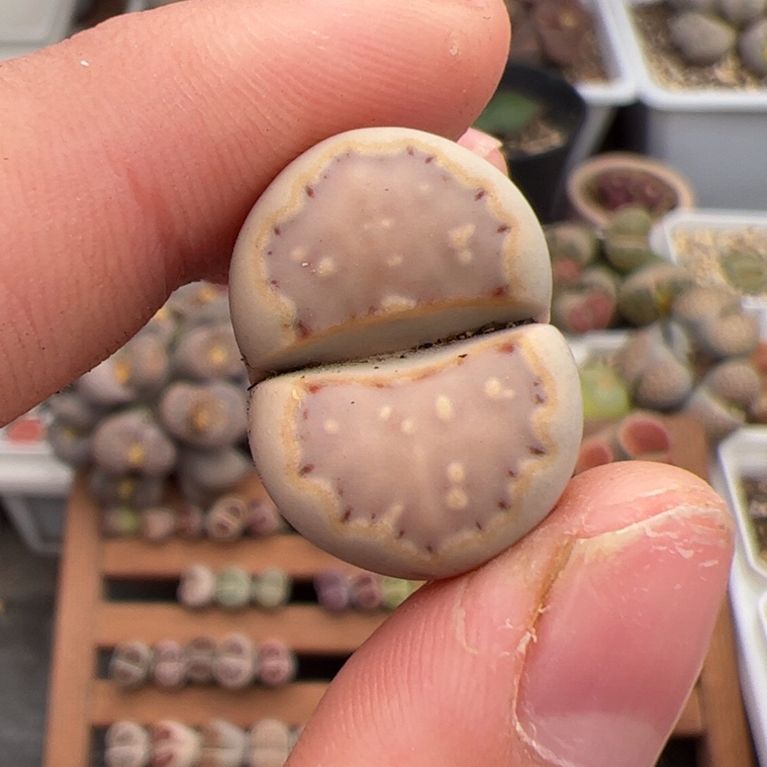 *****0450号饼干 多肉植物