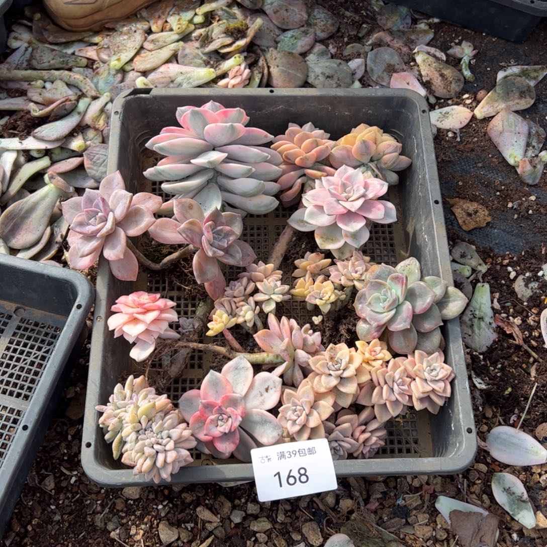 168紫乐锦老桩多肉植物