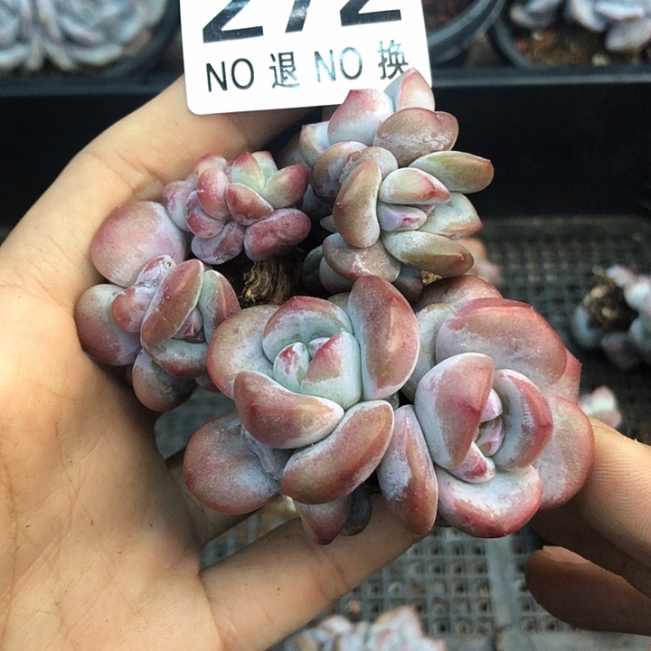 星影石榴籽福利出咯 272