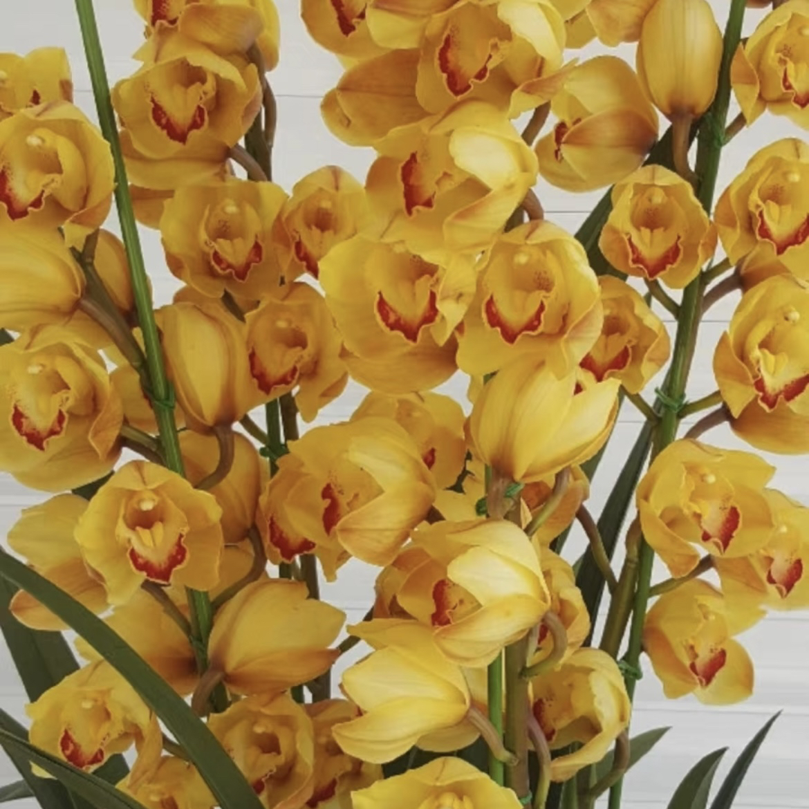 黄金岁月 一物一拍  落地款高端兰花 年宵花客厅阳台新手好养