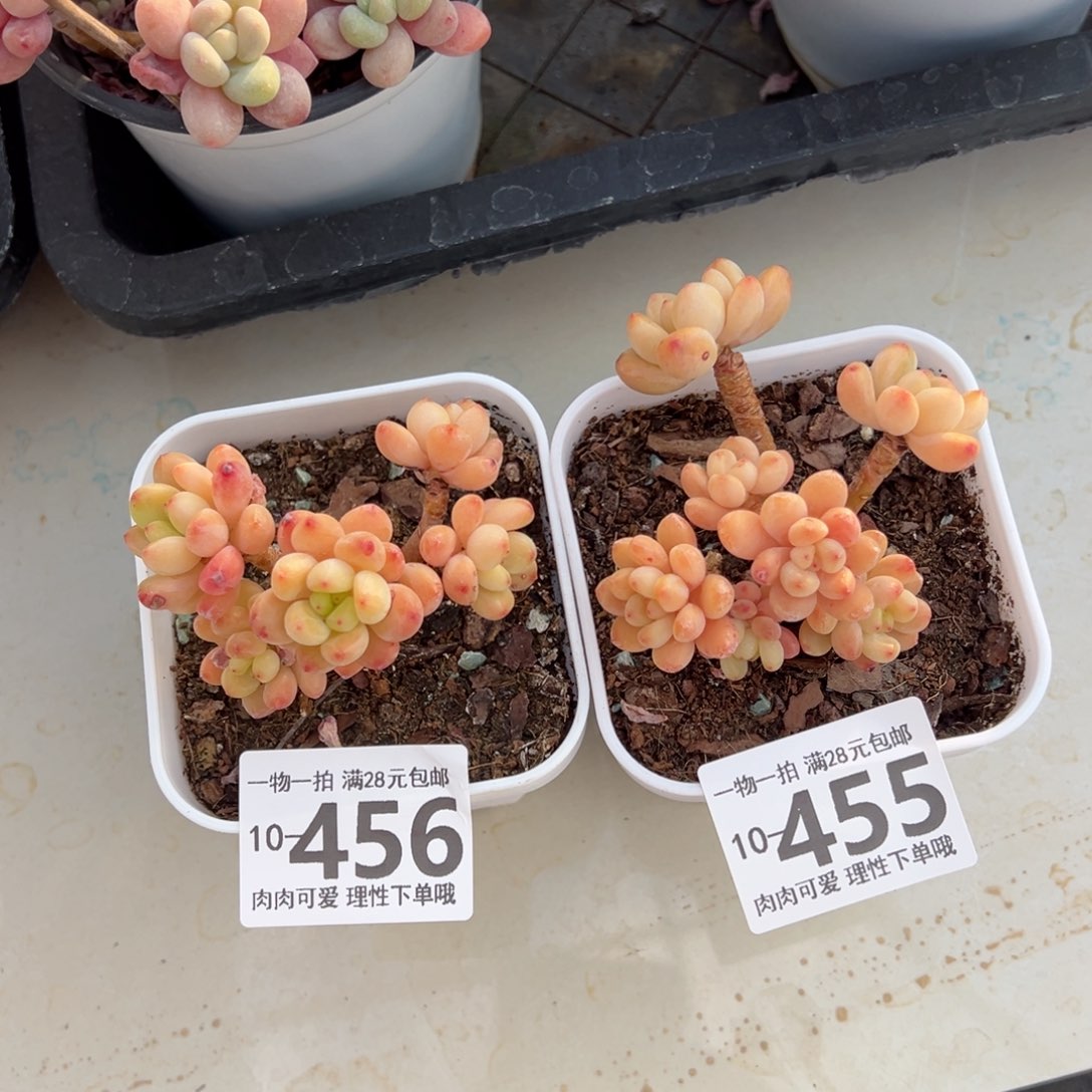 D****-香格里拉多肉多肉多肉多肉