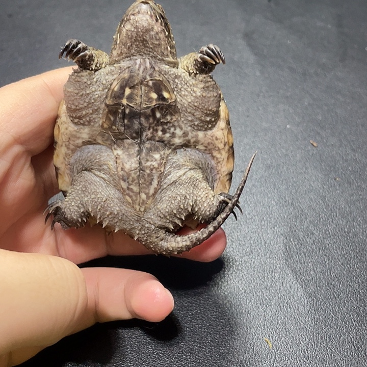 绿毛龟母补活体观赏宠物龟